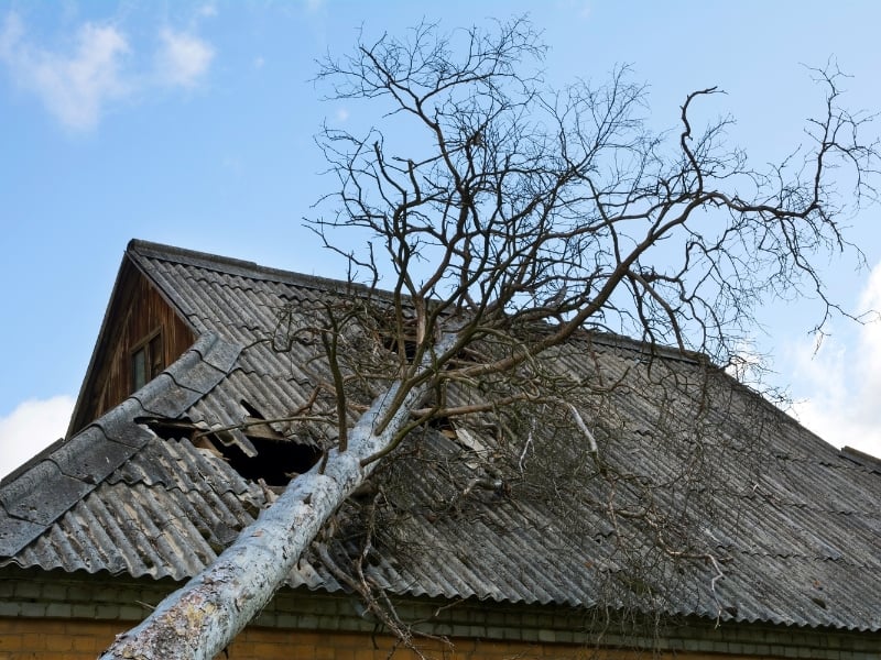 Image of a tree that fell onto a roof causing shingle and roof damage.