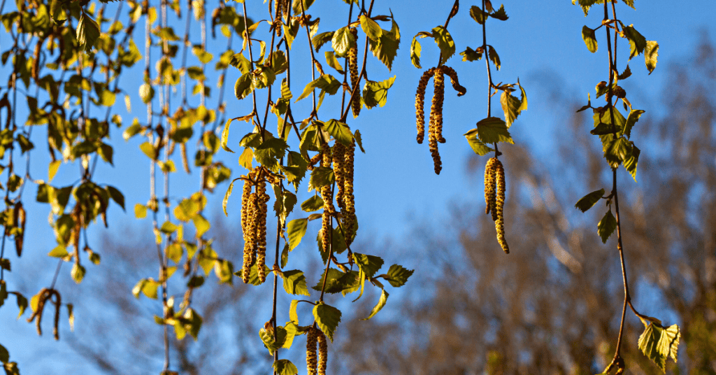 small trees