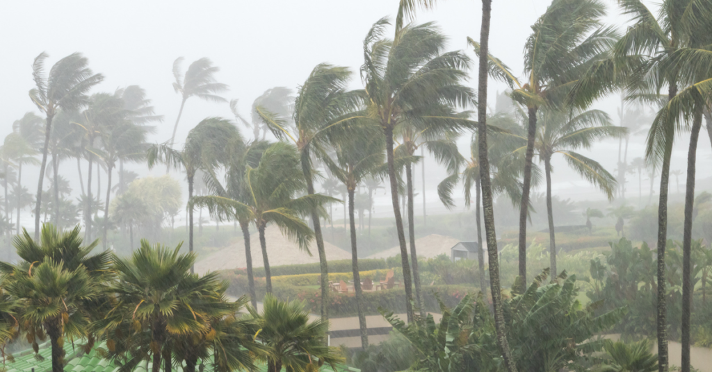 high winds battering palm trees