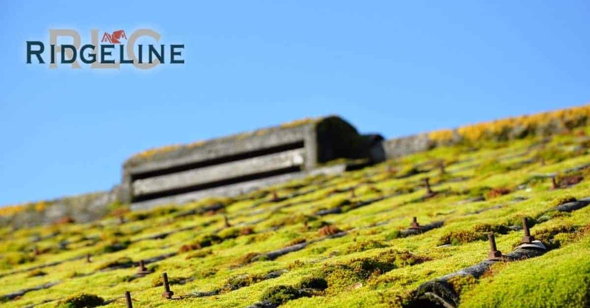 moss overgrowth covering a decaying roof