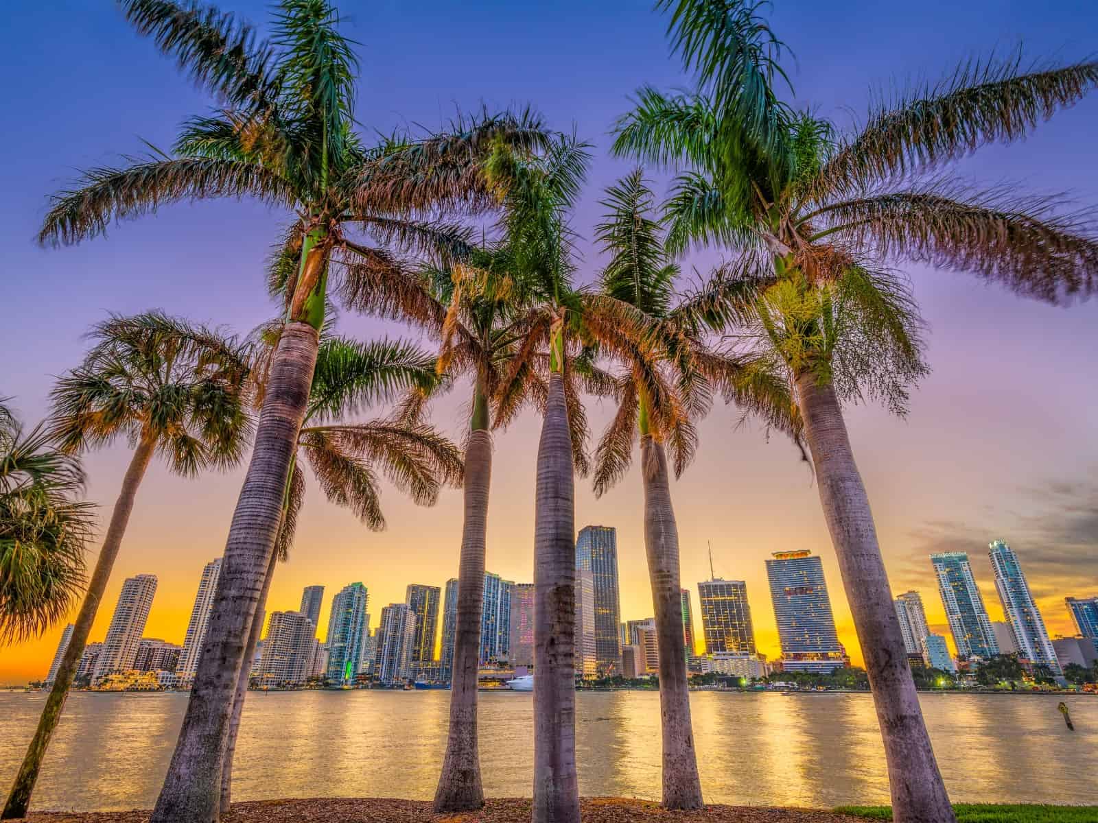 palm trees near Keystone Heights Florida