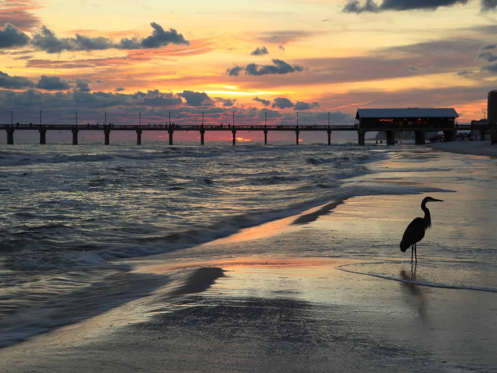 a bird on the beach at sunset near Hartselle AL